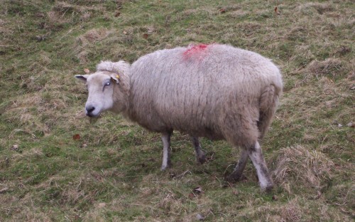 A pretty looking sheep giving me a curious look, Peak District (2006)