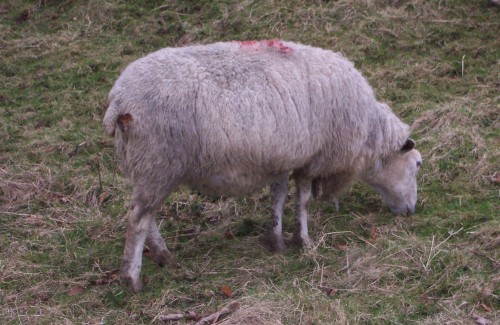 Another sheep, there's always more than one, Peak District (2006)