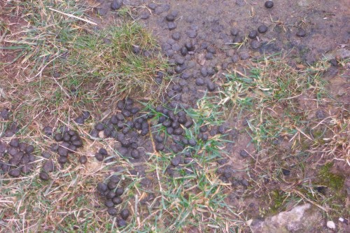 Authentic wild rabbit droppings, not like those fake rabbit droppings your pet rabbit produces, Peak District (2006)