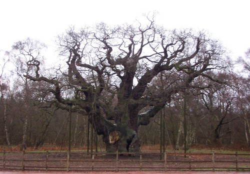 The Major Oak tree, one of the oldest trees in the world, ever! Vol II, Sherwood Forest (2006)