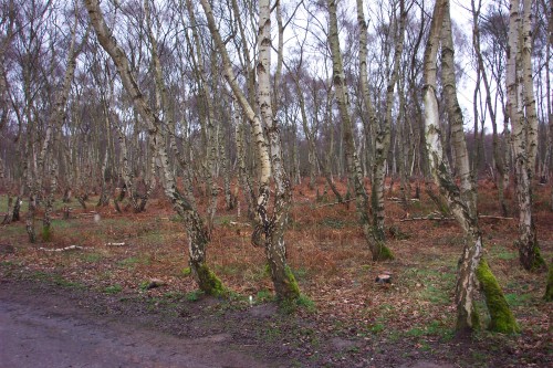 Some lovely looking trees, Sherwood Forest (2006)