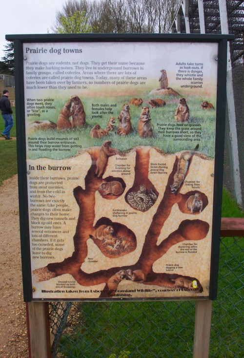 All about Prairie dogs and how they live, Twycross Zoo (2006)