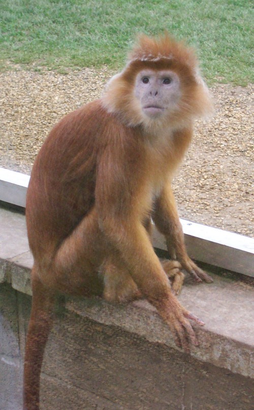 A funny looking monkey, Twycross Zoo (2006)