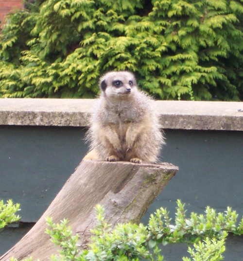 A Meerkat on the look out, Twycross Zoo (2006)