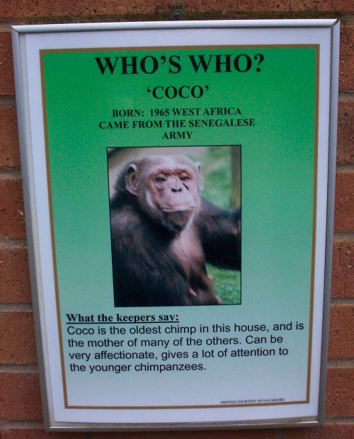 Coco used to be in the Senegalese army because no sane minded human would be, Twycross Zoo (2006)