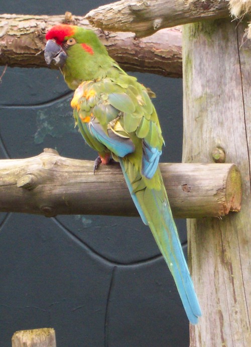 A colourful parrot, Twycross Zoo (2006)