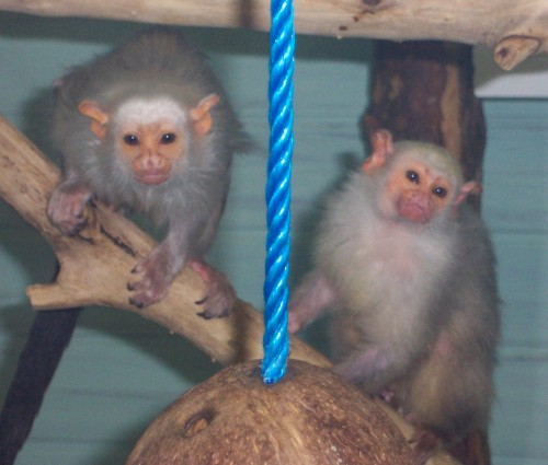 A couple of friendly looking monkeys pose for a picture, Twycross Zoo (2006)