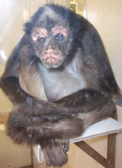 A sad looking monkey, poor monkey, poor monkey, Twycross Zoo (2006)