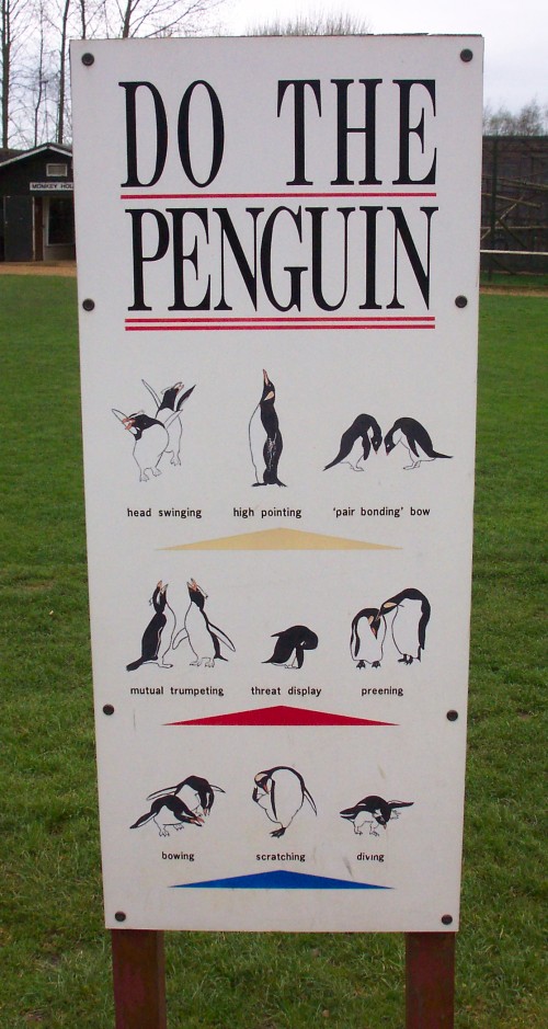 What penguins do, Twycross Zoo (2006)