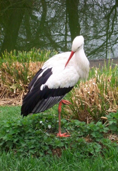 A crane cleaning itself on one leg, Twycross Zoo (2006)