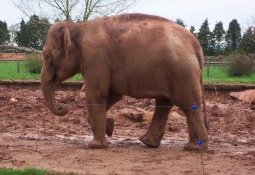 An elephant who is the same colour as the mud, Twycross Zoo (2006)