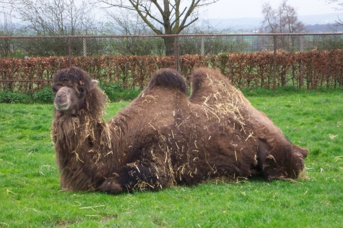 A smelly looking camel enjoying the nice weather, Twycross Zoo (2006)