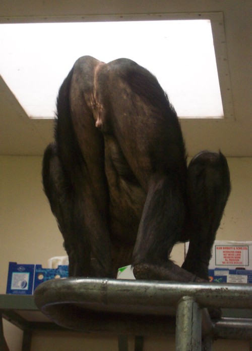 The rear end of a monkey, Twycross Zoo (2006)