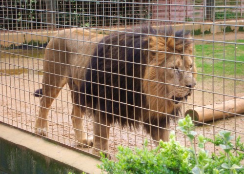 An angry looking lion paces up and down, Twycross Zoo (2006)