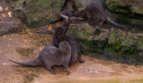 Some Otters at play, Twycross Zoo (2006)