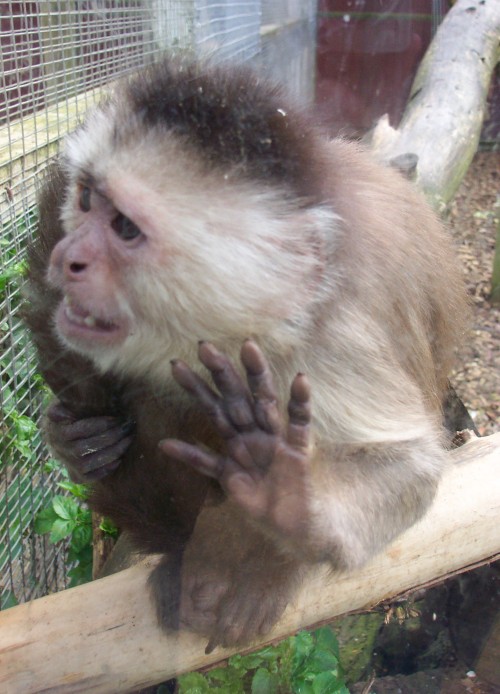 A funny little monkey who seems concern about something, Twycross Zoo (2006)