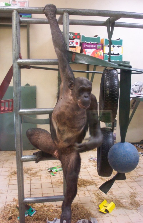 A monkey, with little hair, plays on his climbing frame, Twycross Zoo (2006)