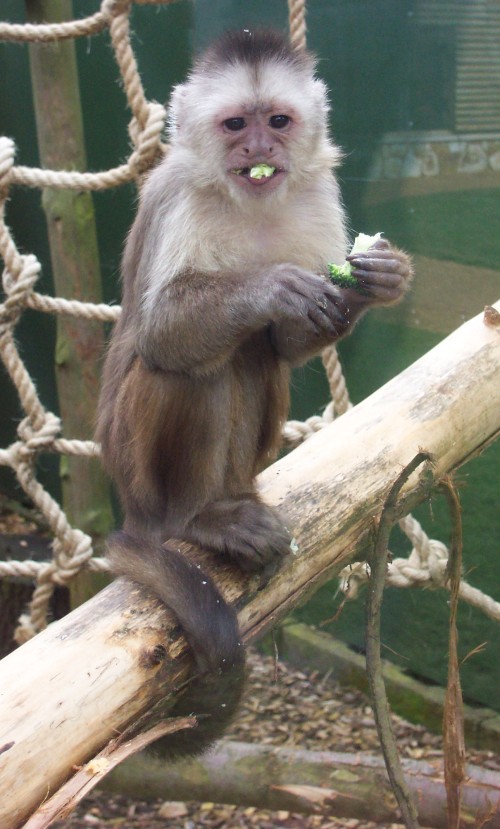 A broccoli eating monkey, who would have thunk it, Twycross Zoo (2006)