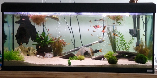A photo of our 240 litre fish tank. UK, 2010
