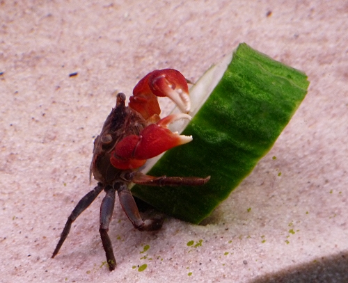 My male Red-Clawed Thai Crab likes his cucumber. I have a female Red-Clawed Thai Crab too, which had lots of eggs under her recently, wonder if any of the babies will survive? UK, 2010