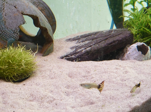Just 2 of the guppies i have raised from fry. They breed pretty easily! Free pretty fish! UK, 2010