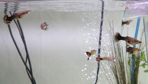 More guppies i have raised from fry. Their parents are no longer alive. UK, 2010