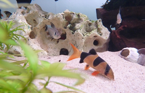 Another photo of one of my Clown Loaches. They can swim upside down. UK, 2010