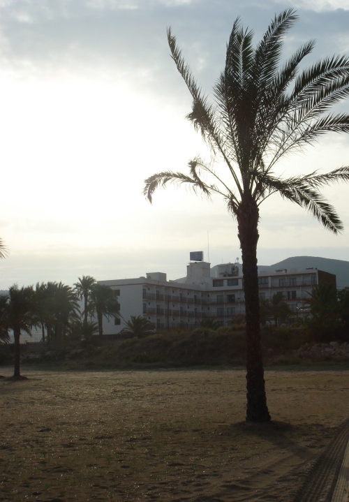 A Pretty palm tree, Spain (2006)