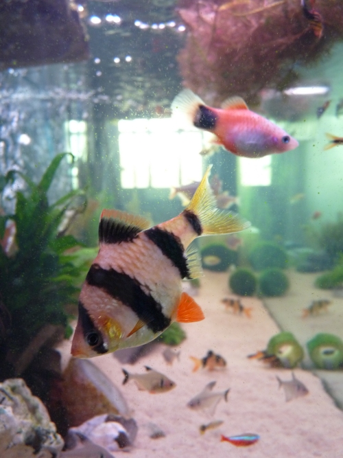 My big old Tiger Barb. We used to have 5 of them, but now he is the only one left. Also, one of my Mickey-Mouse Plattys, they breed like mad! UK, 2010