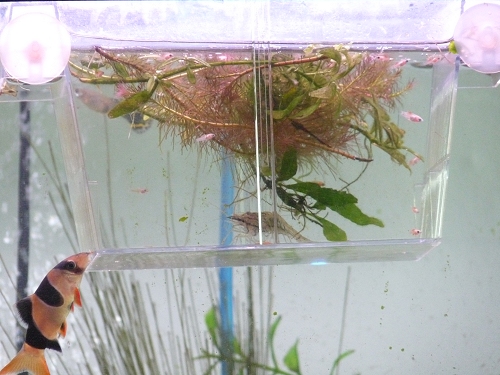 I have a small container in the main tank to keep baby fry in, to help them survive and not get eaten. There is mainly Mickey-Mouse Platty fry in there. Looks like one of my shrimp got in there somehow too! UK, 2010