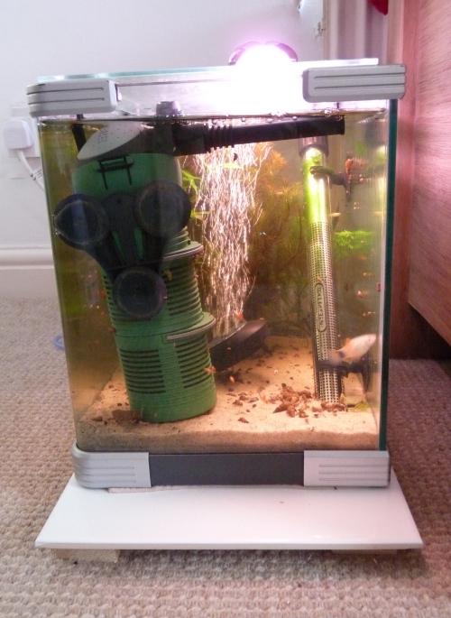 Here's my baby 20 litre tank. In here i keep Congo Frogs, Baby fry, injured or sick fish and i also breed a lot of snails in here (Trumpet snails, which puffer fish like to eat). UK, 2010