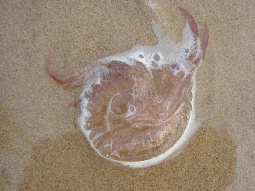 A poor old Jellyfish washed up on to the beach one of many waiting for the tide to take them away again, Spain (2006)