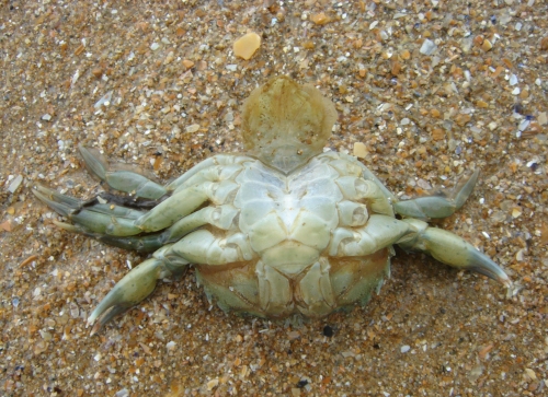 A poor crab on Omaha beach, France (2006)