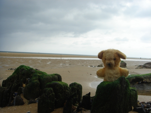 Little Ted enjoys Omaha beach, France (2006)