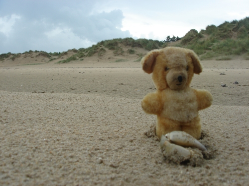 Little Ted examines a crabs claw on Utah beach, France (2006)