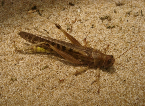 A big Grasshopper, the kind you eat in the jungle, West Midlands Safari Park (2006)