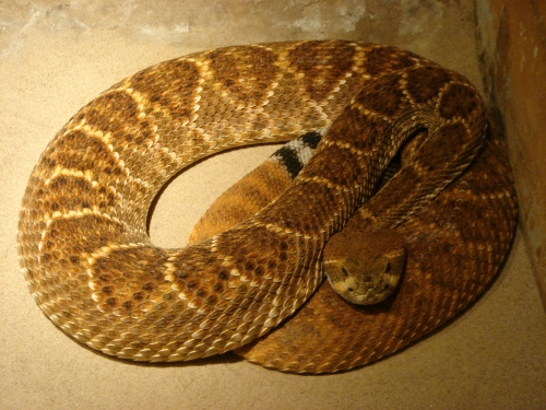 A rattle-snake, all curled up under a warm light, West Midlands Safari Park (2006)