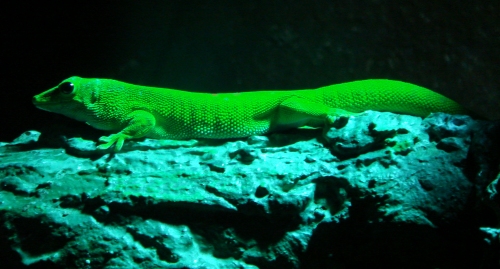 A glow-in-the-dark lizard, West Midlands Safari Park (2006)