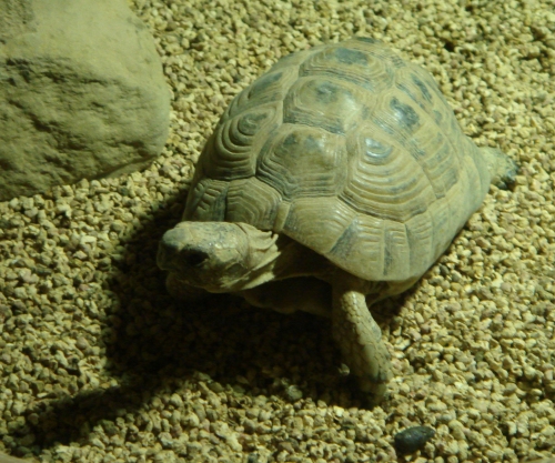 A little old tortoise, he spent most of his time chasing and perturbing other tortoises, West Midlands Safari Park (2006)