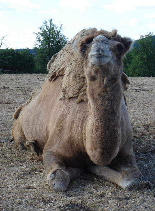A smelly old camel relaxing on a slightly windy day, West Midlands Safari Park (2006)