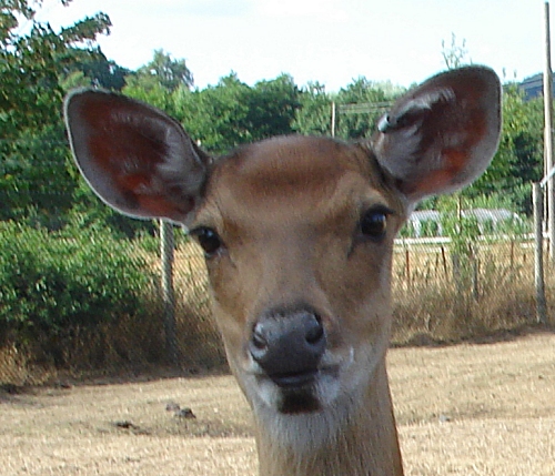 A cute looking deer, West Midlands Safari Park (2006)