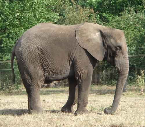 A safari park wouldn't be complete without an elephant, there were quite a few there, West Midlands Safari Park (2006)