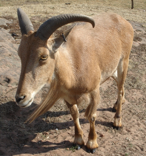 A billy goat, their eyes look cool, West Midlands Safari Park (2006)