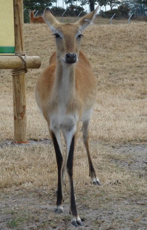 A young deer posing for the camera, West Midlands Safari Park (2006)