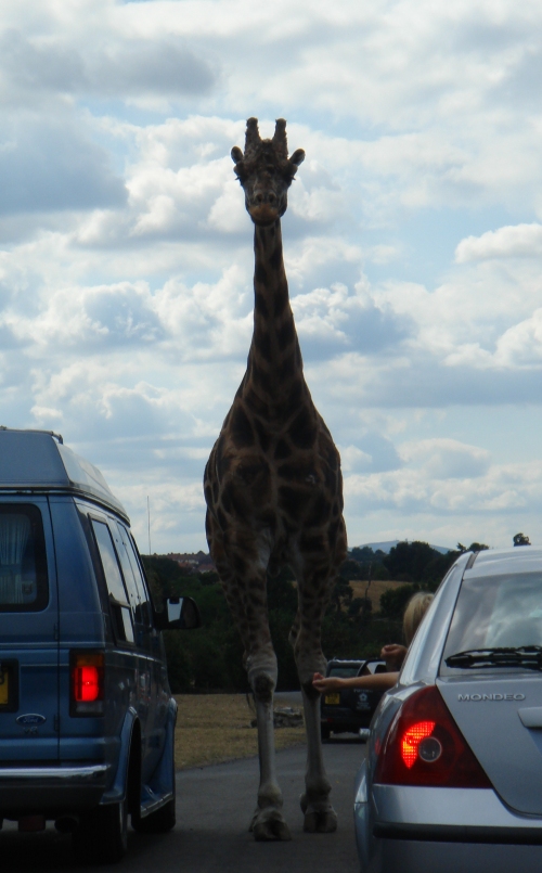 A giraffe walks amongst the cars eating from the hands of passengers, West Midlands Safari Park (2006)