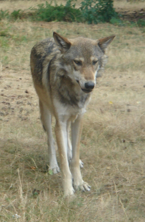A cunning-looking wolf, West Midlands Safari Park (2006)