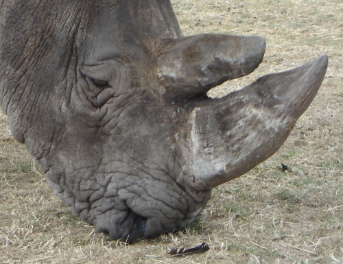 Poor old rhino doesn't look to happy with the food on offer, West Midlands Safari Park (2006)