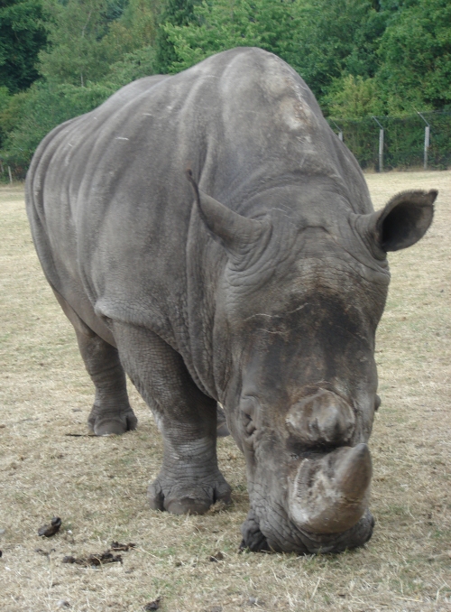 A big old tame rhino, they came close to the vehicles but didn't seem bothered by them, West Midlands Safari Park (2006)