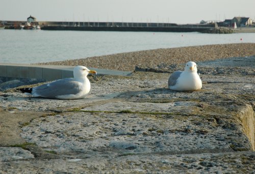 Some seagulls wondering what it would be like to have legs. Dorset (2007)