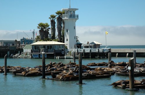 Lots and lots of noisy Seals take a rest from swimming in the bay. San Francisco (2007)